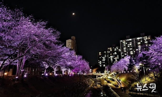 8일 밤 정평천과 벚꽃이 어우러진 모습.(용인시 제공)