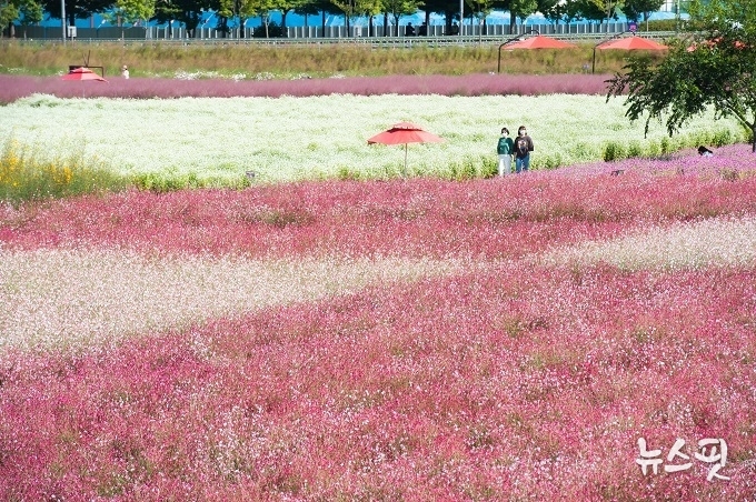 2023년 양주 천일홍 축제.(양주시 제공)