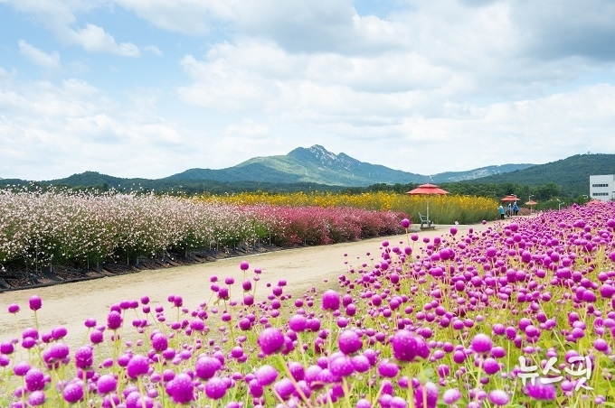 2023년 양주 천일홍 축제.(양주시 제공)