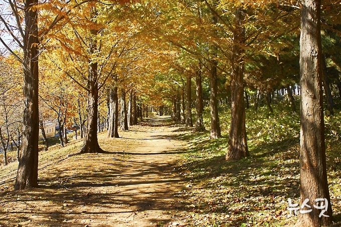 곰솔누리숲 단풍길.(시흥시 제공)