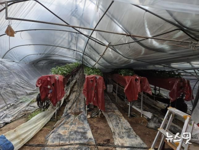 딸기 시설하우스 피해 사진