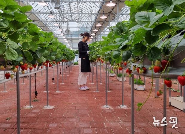 딸기 실증 시험포 딸기 재배 작업