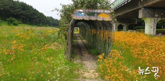 안산시, 안산선 교량하부 산책로 어린 금계국 만개…“힐링하러 오세요”