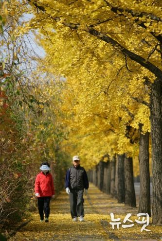 과천시 은행나무 모습