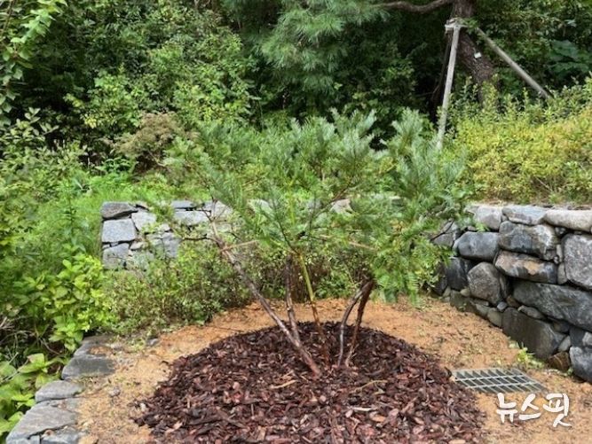 영흥수목원 정조효원에 식재한 화성 융릉 개비자나무 후계목.