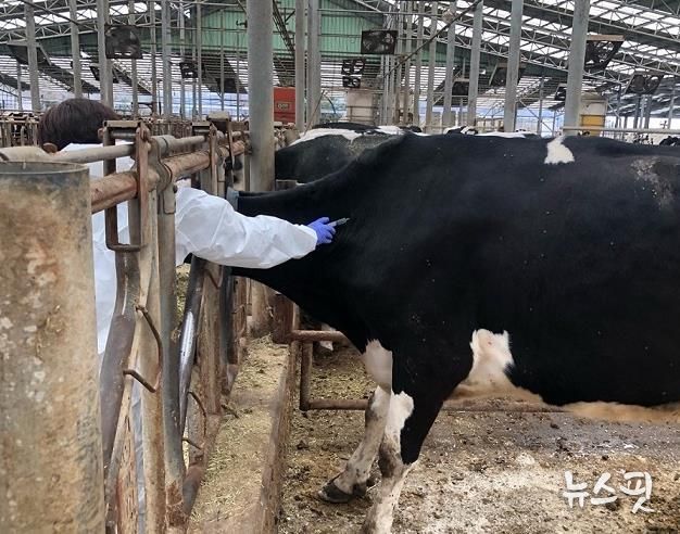파주시, 10월 한 달간 소·염소 구제역 백신 일제 접종
