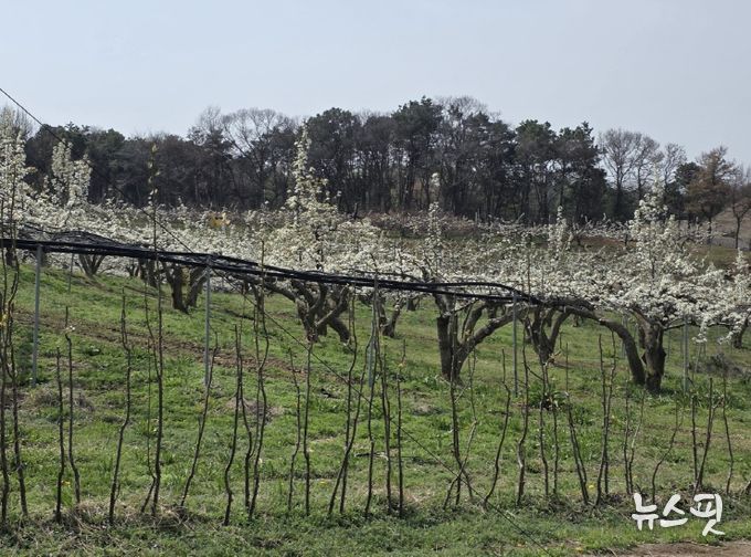 수분수를 심은 사진