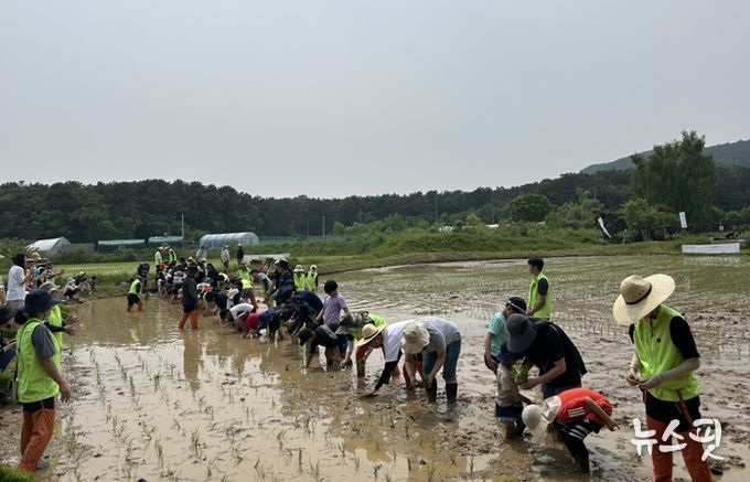 참가자들이 전통 모내기 체험을 하고 있다.