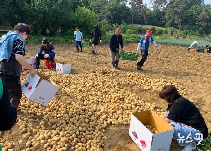 수원시 권선구 구운동 새마을3단체, 사랑의 감자 수확 및 나눔