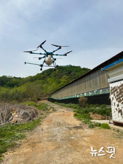 ASF 기피제 드론 살포 사진