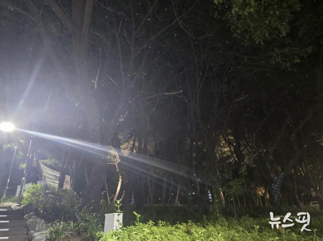 시흥시 정왕4동, '빛의 산책로' 반딧불 조명 새롭게 밝혀