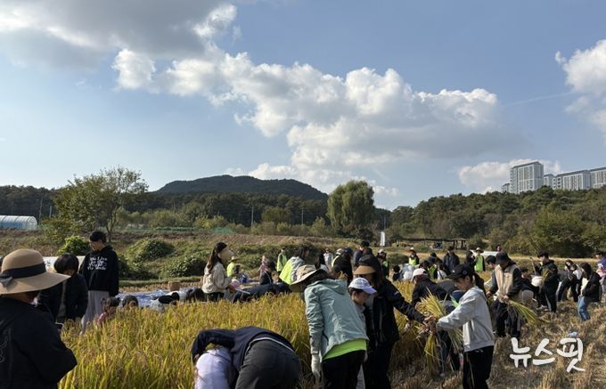 시민과 함께하는 가을걷이 행사에 참여한 시민들이 추수를 하고 있다