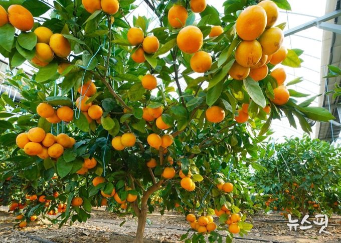 광주시, ‘팔당愛감귤’ 수확 체험 본격 시작