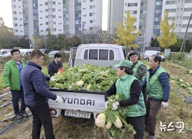 수원시 권선구 새마을지도자협의회, ‘사랑의 무’수확