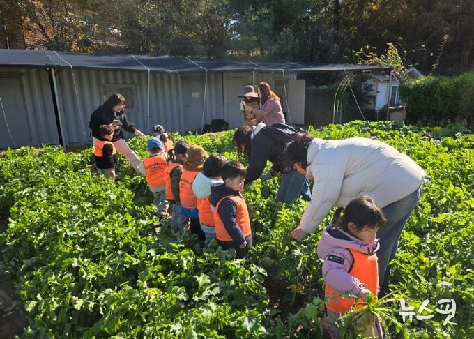 남양주시, 농업기술센터 그린학습원에서 어린이 대상 텃밭 무 수확 체험 진행