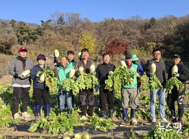 광주시 탄벌동 새마을회, ‘사랑의 무’ 1천200㎏ 수확…이웃사랑 실천