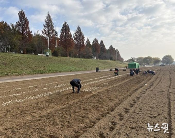 파주시 금촌2동, 내부 인력으로 2026 공릉천 튤립축제 식재 작업 완료