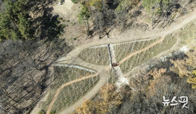 용인특례시가 수지구 죽전동에 조성한 '도시 숲' 모습.(용인시 제공)