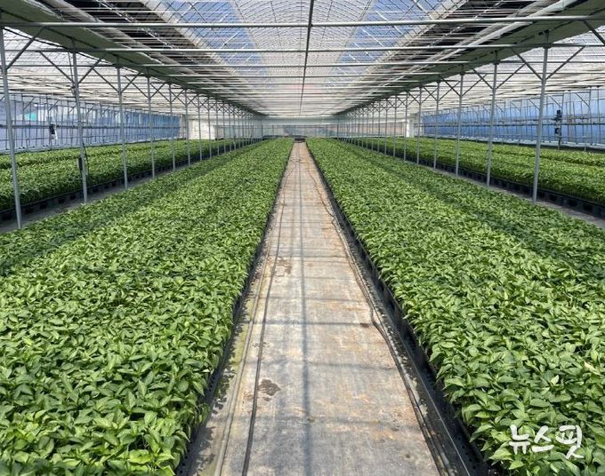 평택시, ‘2026년도 복합내병계 고추묘 보급 사업’ 신청 접수