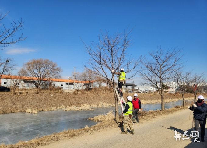 고양시 일산서구, 2026년 가로수 전정 사업 실시