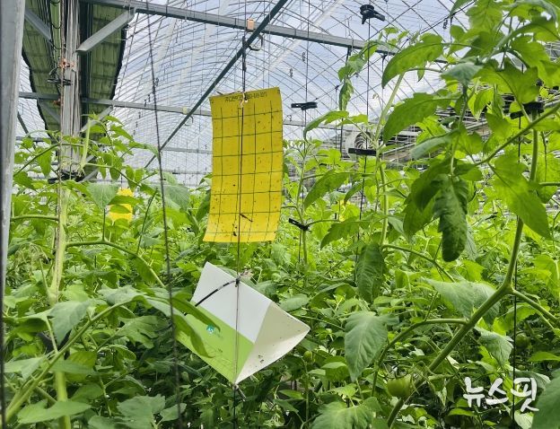 뿔나방 예찰트랩조사.jpg 바로보기뿔나방 예찰트랩조사