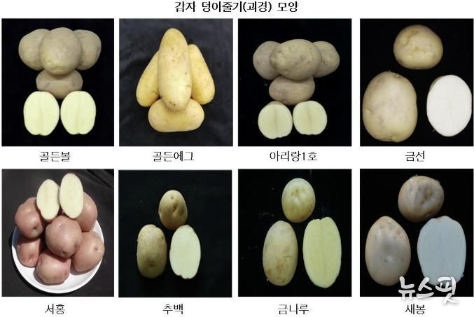 광주시, 국산 감자 8개 품종 현장 시험 재배 추진