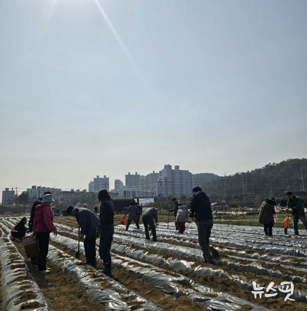 시흥시 신현동 통장협의회, '이웃돕기 감자 심기' 행사 진행