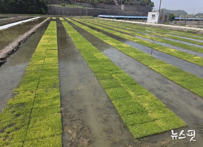 저온 피해 입은 못자리