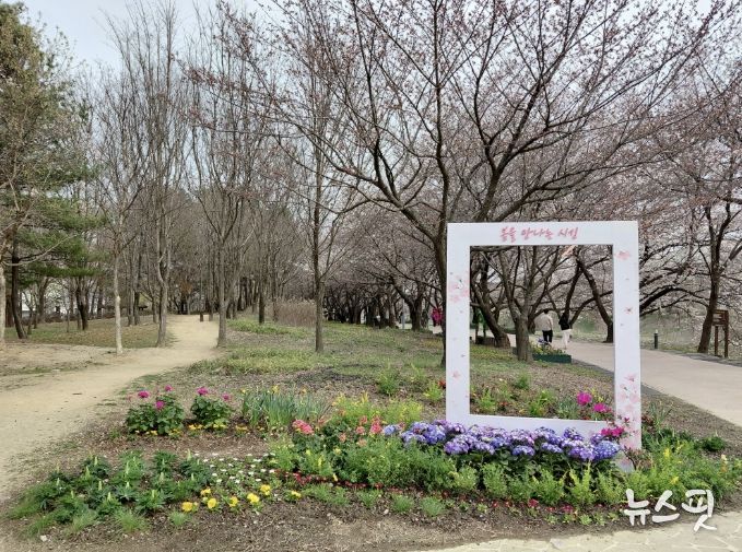 수원시 권선구 황구지천 산책로, 다채로운 꽃길과 벚꽃 포토존으로 주민 맞이
