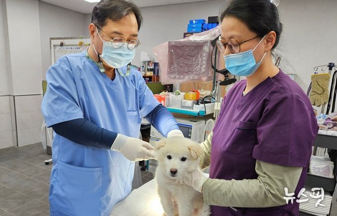반려견 접종 사진.(용인시 제공)