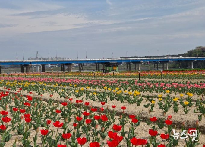 여주시민공원 아름다운 튤립, 주말 만개 기대